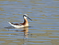 Wilson's Phalarope